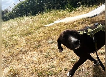 Ingo - neugierige Fellnase sucht Abenteuer