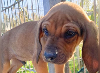 Bardot- lebenslustige Welpe möchte schnell ein Zuhause finden