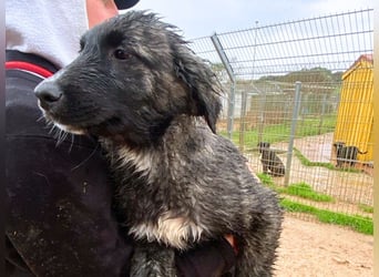 Viela - quirlige Welpe wünscht sich ein richtiges Zuhause