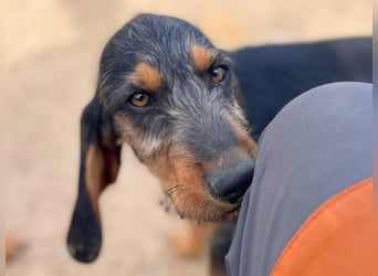 Bravo-  lebenslustige Welpe möchte schnell ein Zuhause finden