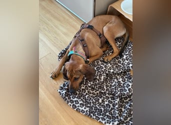 Bardot - ist reserviert