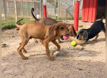 Bardot- lebenslustige Welpe möchte schnell ein Zuhause finden