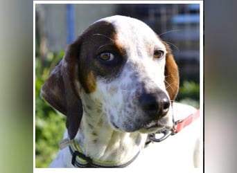 Rais – freundlicher Junghund sucht seine Menschen​