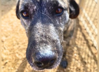 Vira - wer gibt der hübschen Hündin ein Zuhause