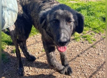 Viela - quirlige Welpe wünscht sich ein richtiges Zuhause