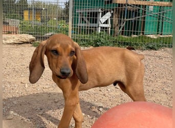 Bardot- lebenslustige Welpe möchte schnell ein Zuhause finden