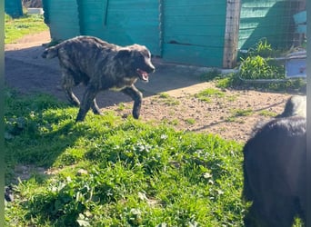 Viela - quirlige Welpe wünscht sich ein richtiges Zuhause