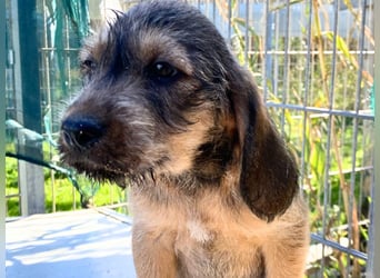 Barzo - lebenslustige Welpe möchte schnell ein Zuhause finden