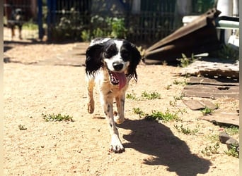 Lisa – Sonnenschein auf vier Pfoten sucht ihr Zuhause