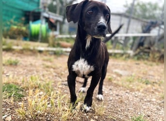 Ingo - neugierige Fellnase sucht Abenteuer