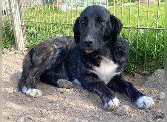 Vesa - quirlige Welpe wünscht sich ein richtiges Zuhause