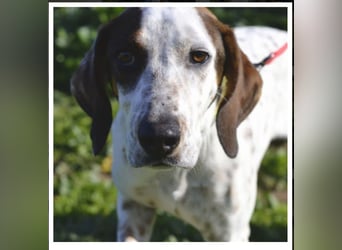 Rais – freundlicher Junghund sucht seine Menschen​