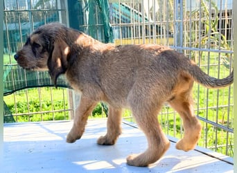 Barzo - lebenslustige Welpe möchte schnell ein Zuhause finden