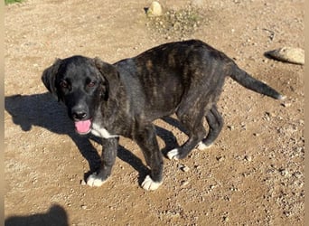 Vesa - quirlige Welpe wünscht sich ein richtiges Zuhause