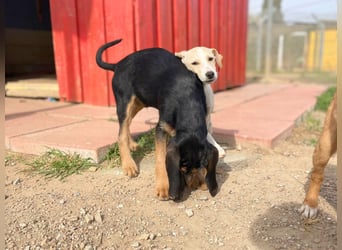 Bravo-  lebenslustige Welpe möchte schnell ein Zuhause finden