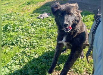 Voda - quirlige Welpe wünscht sich ein richtiges Zuhause