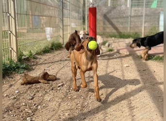 Bardot- lebenslustige Welpe möchte schnell ein Zuhause finden