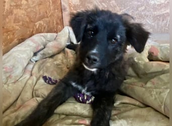 Voda - quirlige Welpe wünscht sich ein richtiges Zuhause