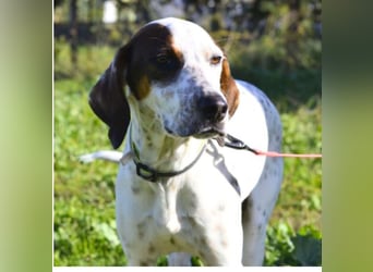 Rais – freundlicher Junghund sucht seine Menschen​