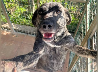 Vira - wer gibt der hübschen Hündin ein Zuhause