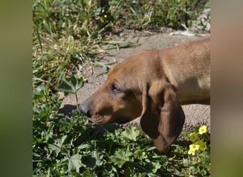 Bardot - ist reserviert