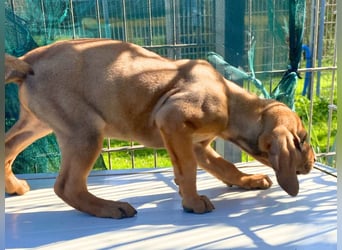 Bardot- lebenslustige Welpe möchte schnell ein Zuhause finden