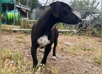Ingo - neugierige Fellnase sucht Abenteuer