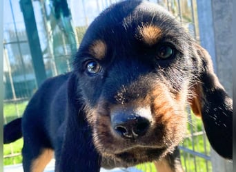 Bravo-  lebenslustige Welpe möchte schnell ein Zuhause finden