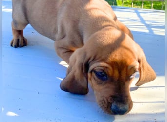 Bardot- lebenslustige Welpe möchte schnell ein Zuhause finden