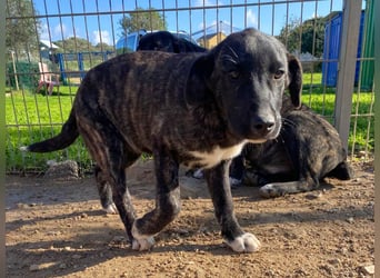 Vesa - quirlige Welpe wünscht sich ein richtiges Zuhause