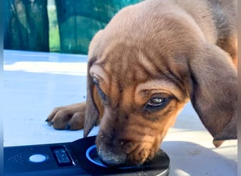 Bardot- lebenslustige Welpe möchte schnell ein Zuhause finden
