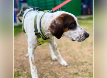 Rais – freundlicher Junghund sucht seine Menschen​