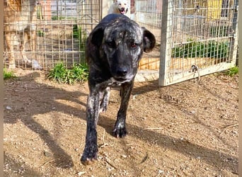 Vira - wer gibt der hübschen Hündin ein Zuhause