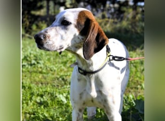 Rais – freundlicher Junghund sucht seine Menschen​