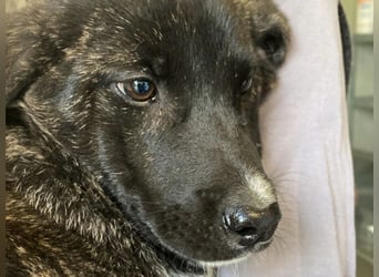 Vesa - quirlige Welpe wünscht sich ein richtiges Zuhause