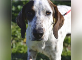 Rais – freundlicher Junghund sucht seine Menschen​