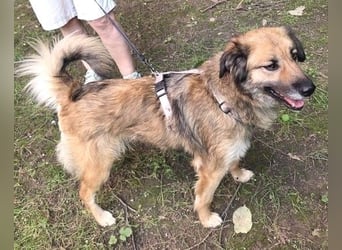 Maya aus Rumänien - wer rettet sie jetzt vor dem Shelter?