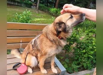 Maya aus Rumänien - wer rettet sie jetzt vor dem Shelter?