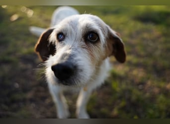 Grace - in Berlin auf Pflegestelle