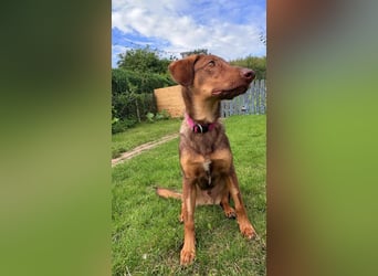 Lupo sucht ein Zuhause