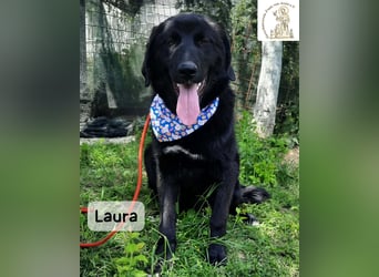 Laura sucht ihre Menschen – und zwar für ein ganzes Hundeleben!