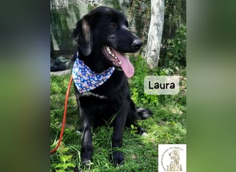 Laura sucht ihre Menschen – und zwar für ein ganzes Hundeleben!