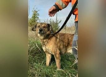 Rico - ein lieber Pechvogel - findet er noch das Glück?