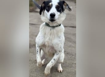 Laika will einfach nur geliebt werden