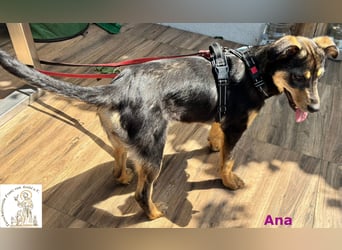 Ana – junges Mädchen, große Pläne!