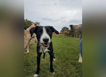 FYNN braucht ein neues, liebevolles Zuhause