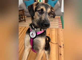 YUNA - zuckersüßes Hundemädchen sucht ihre Menschen