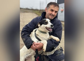 Laika will einfach nur geliebt werden