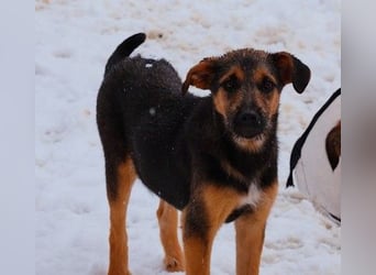 YUNA - zuckersüßes Hundemädchen sucht ihre Menschen