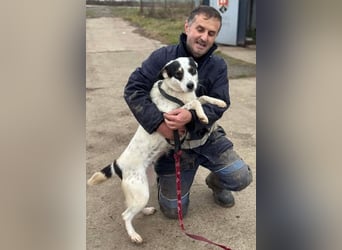 Laika will einfach nur geliebt werden
